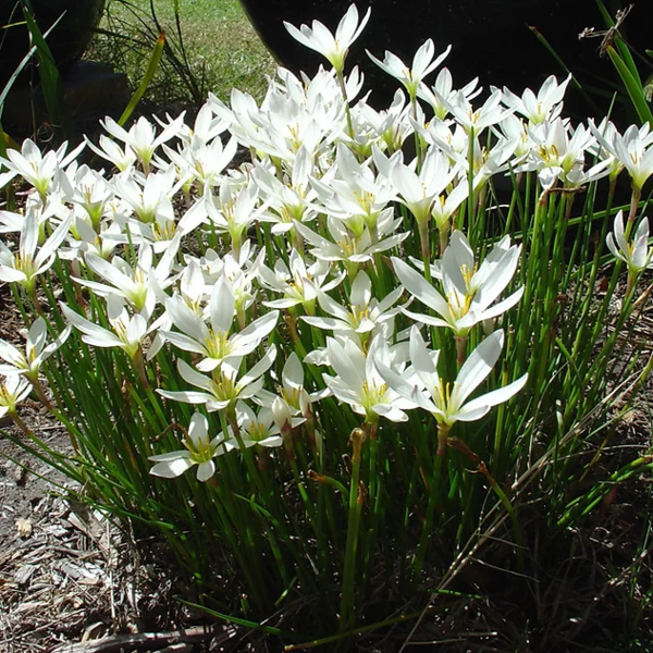 White Rain Lily - Zephyranthes Candida | Tropical Bog Plants