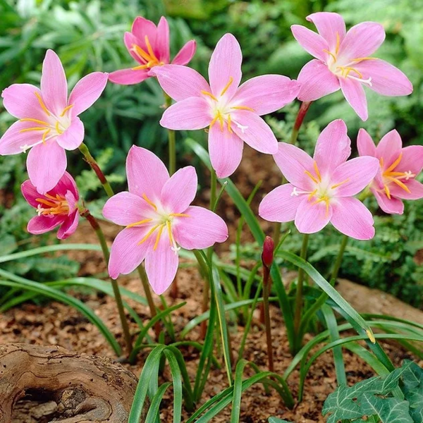 Pink Rain Lily - Zephyranthes Grandiflora | Tropical Bog Plants