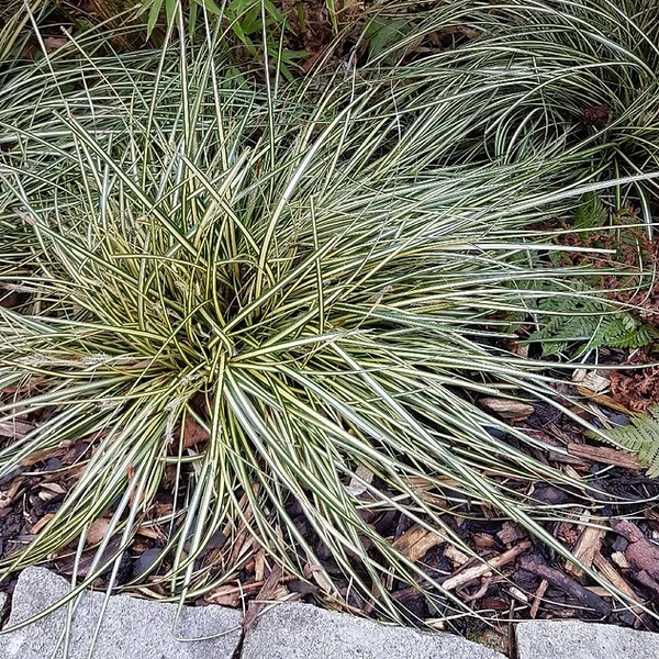 Pond Plants - Dwarf VariegatedSweet Flag - Acorus Gramineus Variegatus