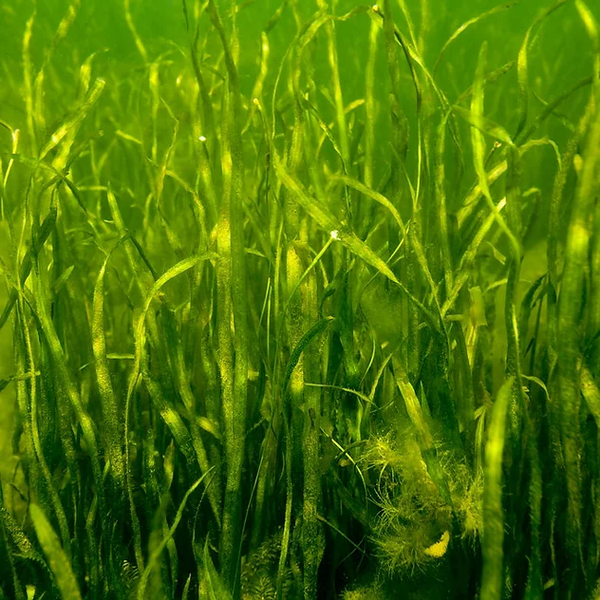 American Eelgrass - Vallisneria Americana | Submerged/Oxygenating Plants