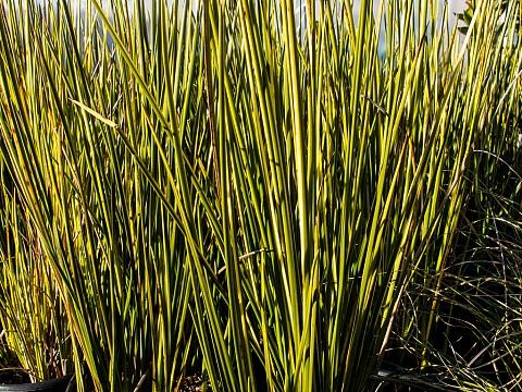Variegated Striped Rush | Hardy Bog Plants