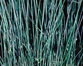 Pond Plants - Blue Rush - Juncus Glauca