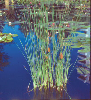 Pond Plants - Common Cattail - Typha Latifolia