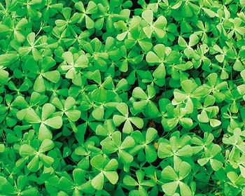 Dwarf Clover | ARCHIVE