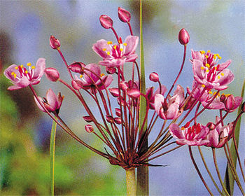 Flowering Rush | ARCHIVE