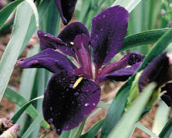 Black Gamecock -  Purple Louisiana Iris | Hardy Bog Plants