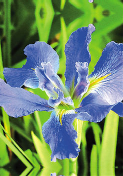 Clyde Redmond Blue Iris | ARCHIVE