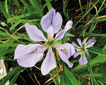 Little Rock Skies - Wisteria Blue Louisiana Iris | ARCHIVE