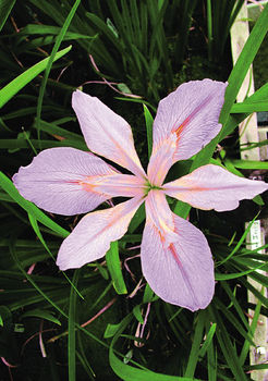 Margaret Hunter Iris - Pink Louisiana Iris | ARCHIVE