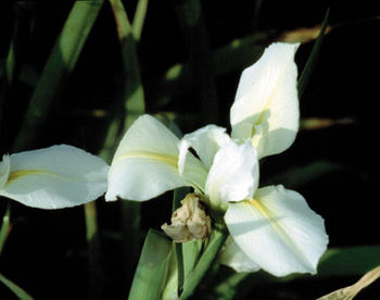 Snowdrift White Iris | ARCHIVE