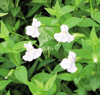 Pond Plants - Lavender Musk - Mimulas Ringens