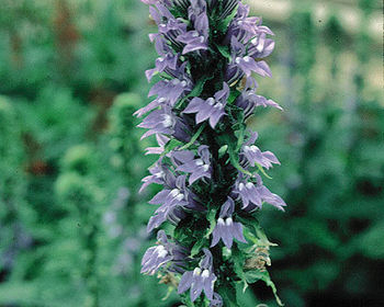 Blue Lobelia | Hardy Bog Plants