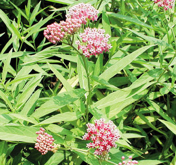 Pink Butterfly Flower - Asclepias Incarnata | Hardy Bog Plants