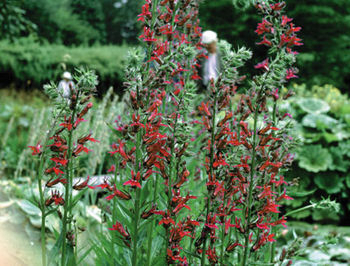 Pond Plants - Cardinal Flower - Lobelia Cardinalis