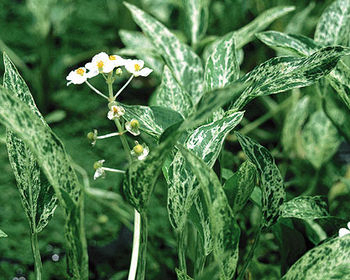 Crushed Ice Variegated Arrowhead | Hardy Bog Plants