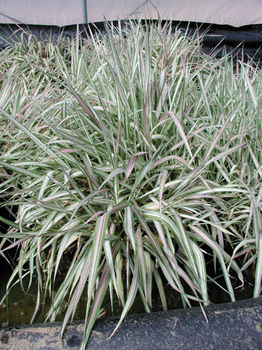 Strawberries and Cream Ribbon Grass | Hardy Bog Plants