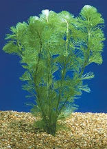 Cabomba - Cabomba Pulcherrima | Submerged/Oxygenating Plants