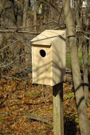 Screech Owl Joy Box by Heartwood | Bird Houses