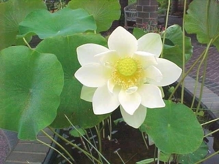 Giant Sunburst Lotus | Lotus