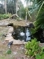 Image My koi pond