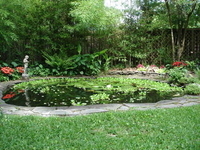Image Great White Carp
