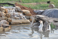 Image the making of a duck pond pic 6