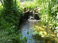 Image Chuck's Pond