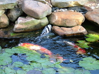 Image Morning feeding time in Deck pond