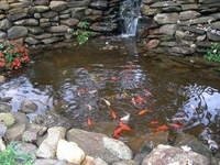Image Johnny's Koi pond & waterfall