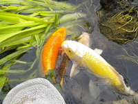 Image Spawing Koi