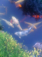 Image Glenns Pond