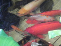 Image Razia's kois pond in Trinidad and Tobago