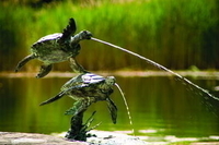 Image Flying Sea Turtle Spitters by Aquascape