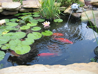 Image Fish Care