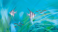 Image Indoor Aquatics