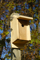 Image Eastern Bluebird Joy Box by Heartwood