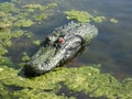 Image Decoys and Pest Repellents