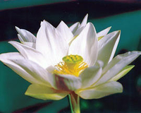 Image Tulip Lotus