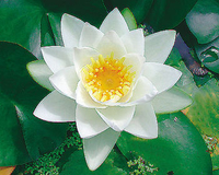 Image Virginalis Lily