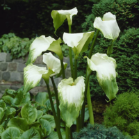 Image Arrow Arum Green -  Zantedeschia Aethiopica