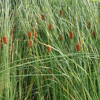 Image Graceful Narrow Leaf Cattail - Typha Laxmanni