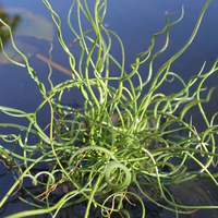 Image Corkscrew Rush - Juncus Effusus Spiralis