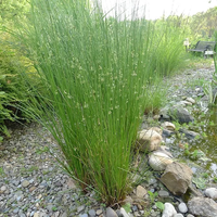 Image Common Rush - Juncus Effusus