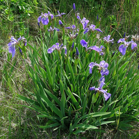 Image Blue Flag Iris - Iris Versicolor