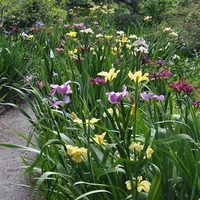 Image Louisiana Iris Hybrids - Assorted Colors