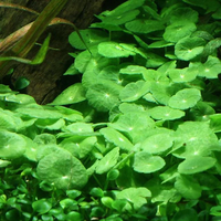 Image Marsh / Whorled Pennywort - Hydrocotyle Verticillata