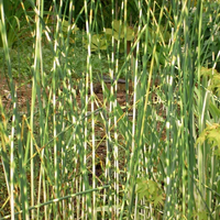 Image Zebra Bulrush - Scirpus Zebrinus