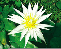 Image Crystal Lily