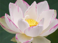 Image Empress Lotus - Nelumbo Nucifera