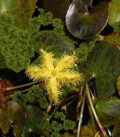 Image Yellow Snowflake - Nymphoides Geminata